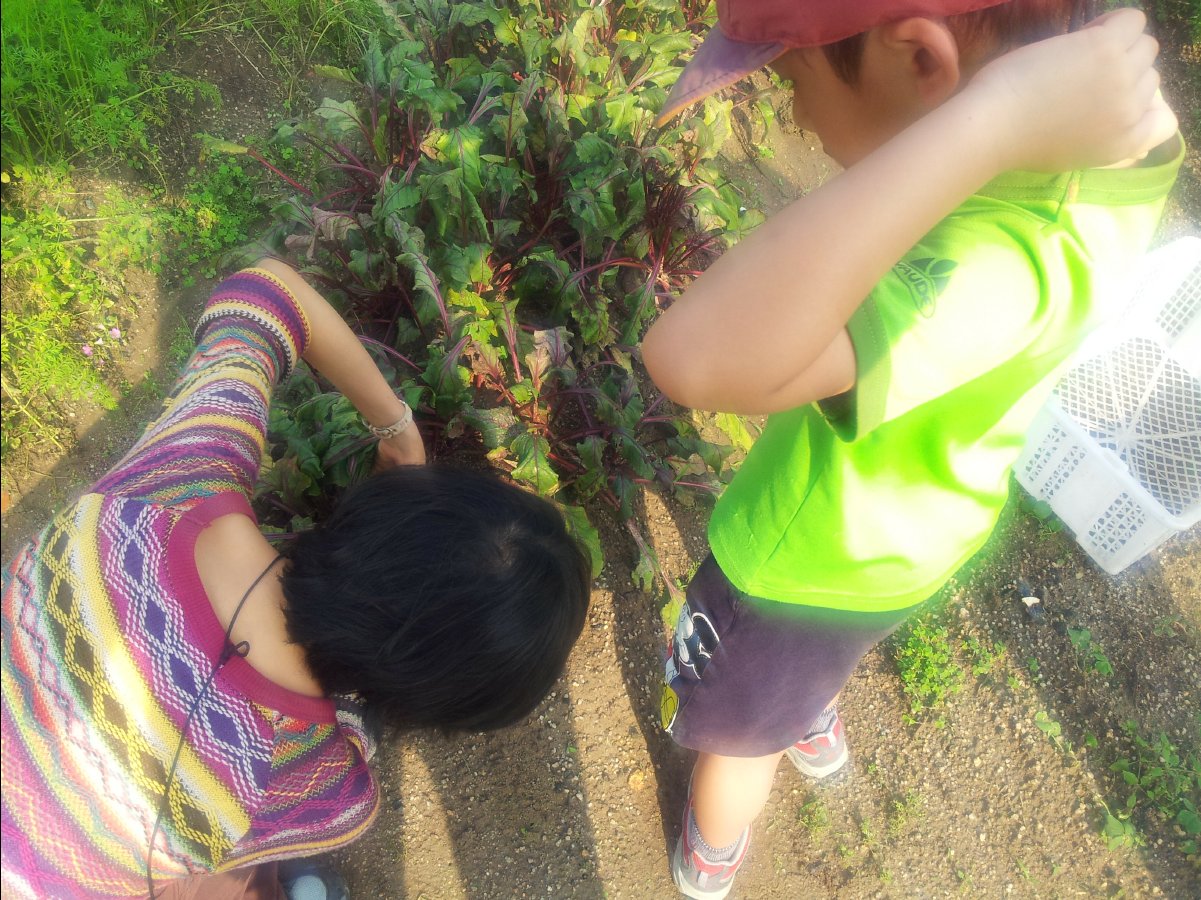 20120422Organic Farm15